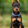 Doberman Pinscher Doberman puppies