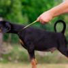 Doberman Pinscher Doberman puppies