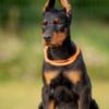 Doberman Pinscher Doberman puppies