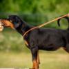 Doberman Pinscher Doberman puppies