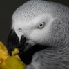 African Grey Parrot Male African Grey Parrots Available