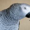 African Grey Parrot Male African Grey Parrots Available