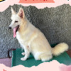 Berger Blanc Suisse Gorgeous Female Berger Blanc Suisse AKA Swiss White Shepherd