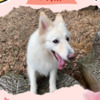 Berger Blanc Suisse Gorgeous Female Berger Blanc Suisse AKA Swiss White Shepherd