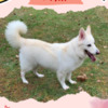 Berger Blanc Suisse Gorgeous Female Berger Blanc Suisse AKA Swiss White Shepherd