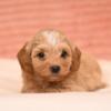 Havanese Havanese Bichon puppies