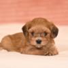 Havanese Havanese Bichon puppies