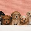 Havanese Havanese Bichon puppies