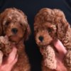 Poodle Mini Poodle puppies