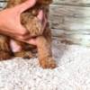Poodle Mini Poodle puppies