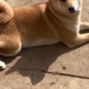Shiba Inu Shiba inu puppies