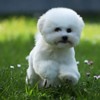 Bichon Frise Bichon Frise puppy