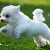 Bichon Frise Bichon Frise puppy