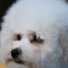 Bichon Frise Bichon Frise puppy