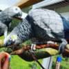 African Grey Parrot African Grey Parrots for your Kids