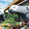 African Grey Parrot African Grey Parrots for your Kids