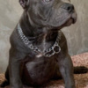 Other American Bully Exotic Micro  puppies