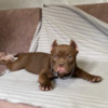 Other American Bully Exotic Micro  puppies
