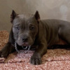 Other American Bully Exotic Micro  puppies