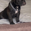 Other American Bully Exotic Micro  puppies