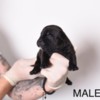 Other Pocket Micro American Bully  puppies