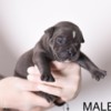 Other Pocket Micro American Bully  puppies
