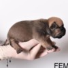 Other Pocket Micro American Bully  puppies