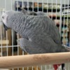 African Grey Parrot Baby African grey parrots for sale