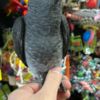 African Grey Parrot Baby African grey parrots for sale