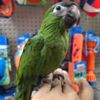 Macaw Baby macaws for sale