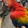 Macaw Baby macaws for sale