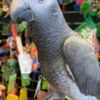 African Grey Parrot Baby African grey parrots for sale