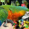 Caique Caique parrots for sale