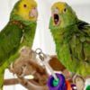 Amazon Parrot Talking amazon parrots babies for sale