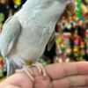 Parakeet Quaker parakeets for sale