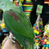 Parakeet Quaker parakeets for sale