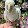 Cockatoo Young and tamed cockatoos birds for sale