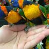 Lory Beautiful and tamed Lorikeets babies for sale