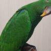 Eclectus Male and Female Eclectus Parrots available