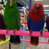 Eclectus Male and Female Eclectus Parrots available