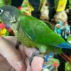 Conure Tamed Conure birds for sale
