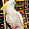 African Grey Parrot Pet birds for sale and adoption