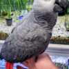 African Grey Parrot Pet birds for sale and adoption