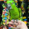 African Grey Parrot Talking birds/parrots for sale