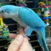 African Grey Parrot Talking birds/parrots for sale