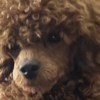 Poodle Toy Poodle puppies for sale