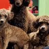 Poodle Toy Poodle puppies for sale
