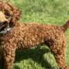 Poodle Toy Poodle puppies for sale