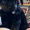 Poodle Toy Poodle puppies for sale