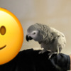 African Grey Parrot Gracie